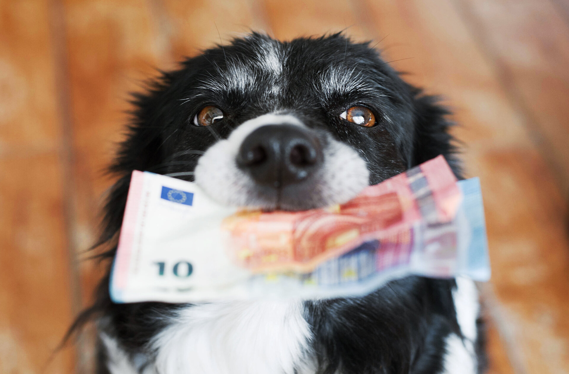 Read more about the article Kosten für einen Hund – Das sollten Sie wissen!